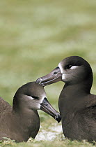 Black-footed Albatross (Phoebastria nigripes) pair bonding, Midway Atoll, Hawaii