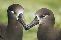 Black-footed Albatross (Phoebastria nigripes) pair bonding, Midway Atoll, Hawaii