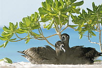 Black-footed Albatross (Phoebastria nigripes) pair resting under native Scaevola bush (Scaevola sericea), Hawaii