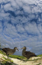 Black-footed Albatross (Phoebastria nigripes) courtship dance sequence, Midway Atoll, Hawaii