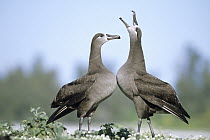 Black-footed Albatross (Phoebastria nigripes) courtship dance, Midway Atoll, Hawaii