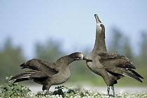 Black-footed Albatross (Phoebastria nigripes) courtship dance, Midway Atoll, Hawaii