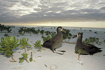 Black-footed Albatross (Phoebastria nigripes) couple nesting along beach margin, Midway Atoll, Hawaii