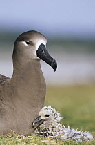 Black-footed Albatross (Phoebastria nigripes) guarding young chick, Midway Atoll, Hawaii