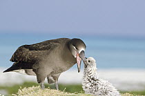 Black-footed Albatross (Phoebastria nigripes) feeding chick stomach oil, Midway Atoll, Hawaii