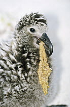 Black-footed Albatross (Phoebastria nigripes) chick swallowing flying fish egg cluster, Midway Atoll, Hawaii