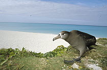 Black-footed Albatross (Phoebastria nigripes) walking with typical hunched gait, Midway Atoll, Hawaii