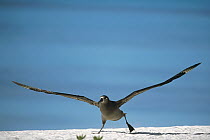 Black-footed Albatross (Phoebastria nigripes) taking off from beach, Midway Atoll, Hawaii