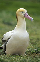 Short-tailed Albatross (Phoebastria albatrus) 18 year old female returns each year, Midway Atoll, Hawaii