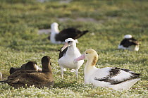 Short-tailed Albatross (Phoebastria albatrus) amid Laysan Albatross (Phoebastria immutabilis) and Black-footed Albatross (Phoebastria nigripes), Midway Atoll, Hawaii