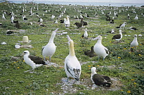 Short-tailed Albatross (Phoebastria albatrus) decoys donated from Japan placed strategically in an attempt to establish new breeding colony, Midway Atoll, Hawaii