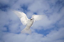 White Tern (Gygis alba) hovering in search of nest site, Midway Atoll, Hawaii