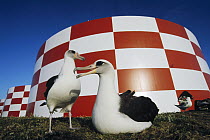 Laysan Albatross (Phoebastria immutabilis) pair nesting around water cisterns near runway, Midway Atoll, Hawaii