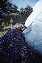 Perito Moreno Glacier ploughing into beech forest, damming Lake Argentina, Los Glaciares National Park, Patagonia, Argentina