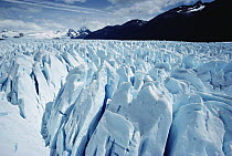 Perito Moreno Glacier with heavily crevassed fast, flowing ice surface, Los Glaciares National Park, Patagonia, Argentina