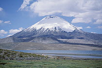 Lake Chungara and Parincota Volcano with Vicuna herd, Lauca National Park, Chile
