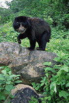 Spectacled Bear (Tremarctos ornatus) young female named Chacha standing on rock in rehabilitation center, Cerro Chaparri, Lambayeque, Peru