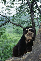 Spectacled Bear (Tremarctos ornatus) male named Cuto in rehabilitation center, Cerro Chaparri, Lambayeque, Peru