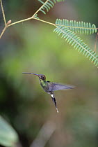 White-whiskered Hermit (Phaethornis yaruqui) hummingbird flying, western Andes cloud forest, Maquipucuna Reserve, Ecuador