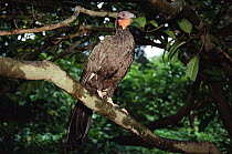 White-winged Guan (Penelope albipennis) perched on tree branch, Lambayeque, Peru