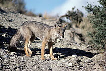 South American Gray Fox (Lycalopex griseus), Valdes Peninsula, Patagonia, Argentina