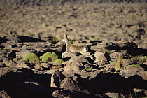 North Andean Huemul (Hippocamelus antisensis) doe running in the high Andean semi-desert, Pata Pampa, Colca Canyon region, Peru