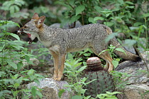 Sechuran Fox (Lycalopex sechurae) yawning in stream-side habitat, Cerro Chaparri, Lambayeque, Peru
