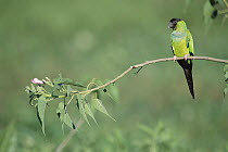 Black-hooded Parakeet (Nandayus nenday) in savannah woodland edge, Caiman Ecological Refuge, Pantanal, Brazil