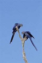 Hyacinth Macaw (Anodorhynchus hyacinthinus) pair in tree, Pantanal, Brazil