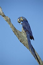 Hyacinth Macaw (Anodorhynchus hyacinthinus) in tree, Pantanal, Brazil