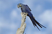 Hyacinth Macaw (Anodorhynchus hyacinthinus) in tree, Pantanal, Brazil