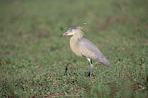 Whistling Heron (Syrigma sibilatrix) foraging in savannah marshland, Caiman Ecological Refuge, Pantanal, Brazil