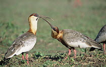 Buff-necked Ibis (Theristicus caudatus) pair in savannah marshland, Caiman Ecological Refuge, Pantanal, Brazil