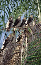 Guira Cuckoo (Guira guira) living in large social group, Caiman Ecological Refuge, Pantanal, Brazil