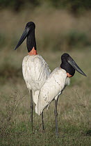 Jabiru Stork (Jabiru mycteria) pair courting, Caiman Ecological Refuge, Pantanal, Brazil