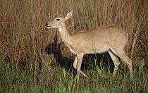 Pampas Deer (Ozotoceros bezoarticus) browsing along Marsh edge, Caiman Ecological Refuge, Pantanal, Brazil
