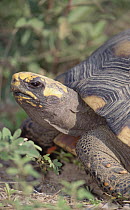 Red-footed Tortoise (Geochelone carbonaria) in savannah scrubland, Caiman Ecological Refuge, Pantanal, Brazil