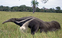 Giant Anteater (Myrmecophaga tridactyla), Pantanal, Brazil