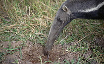Giant Anteater (Myrmecophaga tridactyla) eating termites, Pantanal, Brazil
