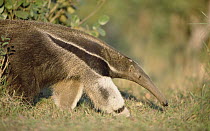 Giant Anteater (Myrmecophaga tridactyla) eating, Pantanal, Brazil