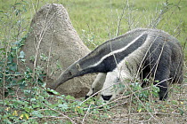 Giant Anteater (Myrmecophaga tridactyla) looking for food, Pantanal, Brazil