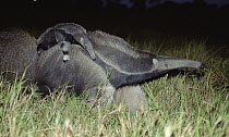 Giant Anteater (Myrmecophaga tridactyla) carrying her baby on her back, Pantanal, Brazil