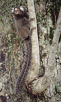 Common Marmoset (Callithrix jacchus) in tree, Atlantic Forest, Brazil