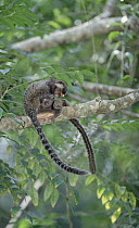 Common Marmoset (Callithrix jacchus) mutual grooming between social group members, Atlantic Forest, Brazil