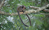 Common Marmoset (Callithrix jacchus) mutual grooming between social group members, Atlantic Forest, Brazil