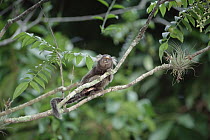 Common Marmoset (Callithrix jacchus) in tree, Atlantic Forest, Brazil