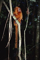 Golden Lion Tamarin (Leontopithecus rosalia) male wearing radio collar, Atlantic Forest, Brazil