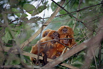 Golden Lion Tamarin (Leontopithecus rosalia) group huddling together during nap time, Poco Das Antas Reserve, Atlantic Forest, Brazil