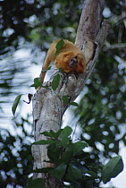 Golden Lion Tamarin (Leontopithecus rosalia) foraging for insects, Poco Das Antas Reserve, Atlantic Forest, Brazil