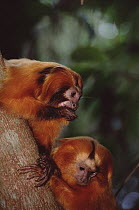 Golden Lion Tamarin (Leontopithecus rosalia) family group socializing, Poco Das Antas Reserve, Atlantic Forest, Brazil